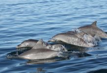 Young dolphins pick their friends wisely, says new research Young dolphins pick their friends wisely, says new research