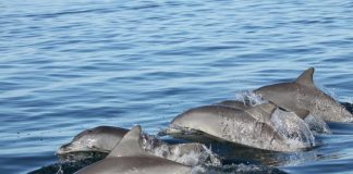 Young dolphins pick their friends wisely, says new research Young dolphins pick their friends wisely, says new research