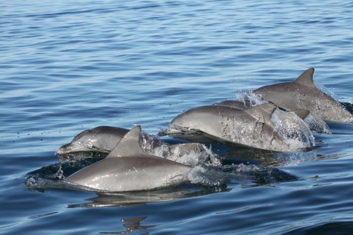 Young dolphins pick their friends wisely, says new research