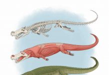 Ancient ‘Terror crocodiles’ from 82m years ago had banana-sized teeth, Says New Study Ancient 'terror crocodiles' lived 82 million years ago, says new research