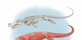 Ancient ‘Terror crocodiles’ from 82m years ago had banana-sized teeth, Says New Study Ancient 'terror crocodiles' lived 82 million years ago, says new research