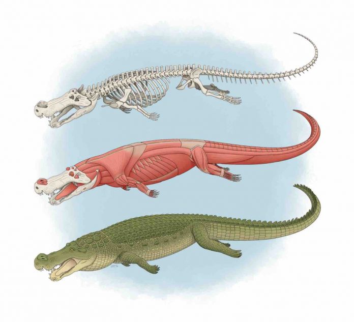 Ancient 'terror crocodiles' lived 82 million years ago, says new research