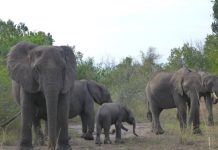 Big mammals at higher risk of extinction in world’s poorest countries, Researchers Say Big mammals at higher risk of extinction in world’s poorest countries, Researchers Say