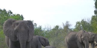 Big mammals at higher risk of extinction in world’s poorest countries, Researchers Say Big mammals at higher risk of extinction in world’s poorest countries, Researchers Say