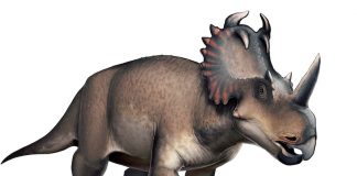Dinosaur diagnosed with bone cancer, says new research Dinosaur diagnosed with bone cancer, says new research