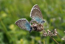 Endangered large blue butterfly successfully reintroduced to UK Endangered large blue butterfly successfully reintroduced to UK