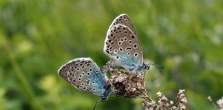 Endangered large blue butterfly successfully reintroduced to UK Endangered large blue butterfly successfully reintroduced to UK