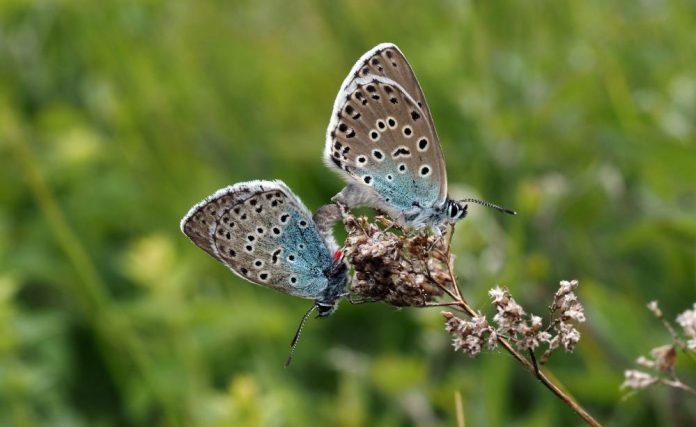 Endangered large blue butterfly successfully reintroduced to UK Endangered large blue butterfly successfully reintroduced to UK