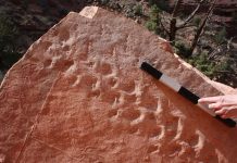 Grand Canyon cliff collapse reveals 313 million-year-old fossil footprints (research) Grand Canyon cliff collapse reveals 313 million-year-old fossil footprints (research)