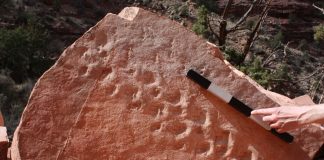 Grand Canyon cliff collapse reveals 313 million-year-old fossil footprints (research) Grand Canyon cliff collapse reveals 313 million-year-old fossil footprints (research)