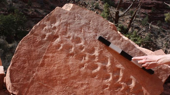 Grand Canyon cliff collapse reveals 313 million-year-old fossil footprints (research)