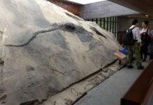 Incredible fossil reveals final meal of massive marine carnivore Incredible fossil reveals final meal of massive marine carnivore