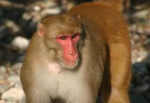 Research finds older primates father far fewer babies Research finds older primates father far fewer babies