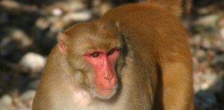 Research finds older primates father far fewer babies Research finds older primates father far fewer babies
