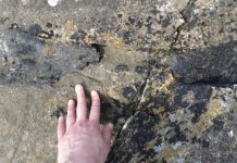 Researcher Discovers Dinosaur Fossil While Running Along Shore Of Eigg Beach Researcher Discovers Dinosaur Fossil While Running Along Shore Of Eigg Beach