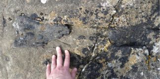 Researcher Discovers Dinosaur Fossil While Running Along Shore Of Eigg Beach Researcher Discovers Dinosaur Fossil While Running Along Shore Of Eigg Beach