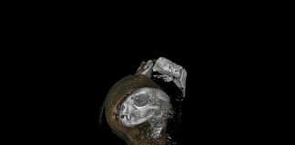 Researchers ‘Digitally Unwrap’ Ancient Egyptian Animal Mummies Researchers 'Digitally Unwrap' Ancient Egyptian Animal Mummies