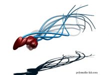 Researchers Disprove 340-Year-Old Belief on How Sperm Moves Researchers Disprove 340-Year-Old Belief on How Sperm Moves