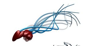 Researchers Disprove 340-Year-Old Belief on How Sperm Moves Researchers Disprove 340-Year-Old Belief on How Sperm Moves