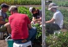 Researchers Further Cowpea Research, Boost Crop Productivity Researchers Further Cowpea Research, Boost Crop Productivity