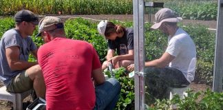 Researchers Further Cowpea Research, Boost Crop Productivity Researchers Further Cowpea Research, Boost Crop Productivity