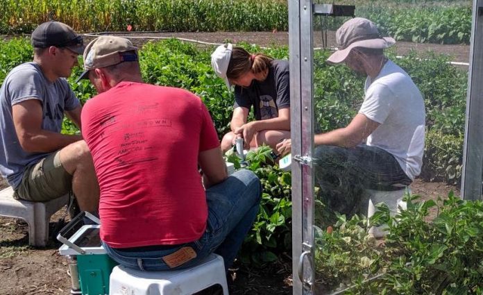 Researchers Further Cowpea Research, Boost Crop Productivity