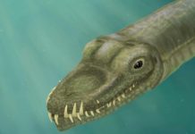 Researchers follow the nose to solve mystery of long-necked reptile Researchers follow the nose to solve mystery of long-necked reptile