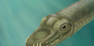 Researchers follow the nose to solve mystery of long-necked reptile Researchers follow the nose to solve mystery of long-necked reptile