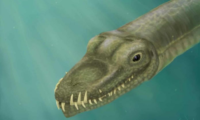 Researchers follow the nose to solve mystery of long-necked reptile