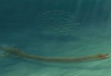 Researchers solve mystery of how an ancient reptile moved around with a neck three times longer than its body Researchers solve mystery of how an ancient reptile moved around with a neck three times longer than its body