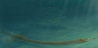 Researchers solve mystery of how an ancient reptile moved around with a neck three times longer than its body Researchers solve mystery of how an ancient reptile moved around with a neck three times longer than its body