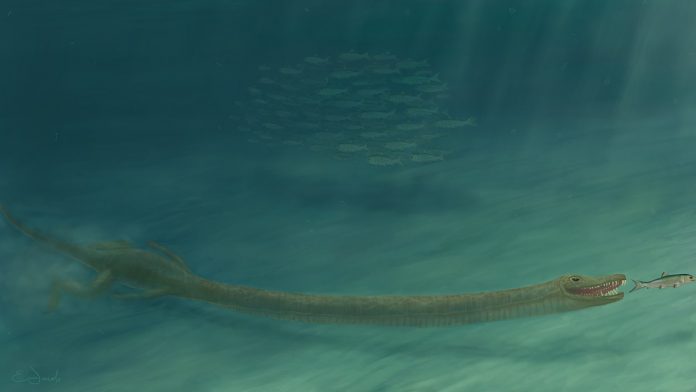 Researchers solve mystery of how an ancient reptile moved around with a neck three times longer than its body