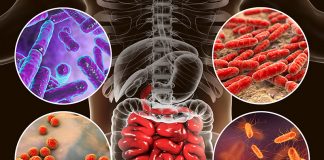 Scientists discover the microbiome’s role in attacking cancerous tumors Scientists discover the microbiome's role in attacking cancerous tumors
