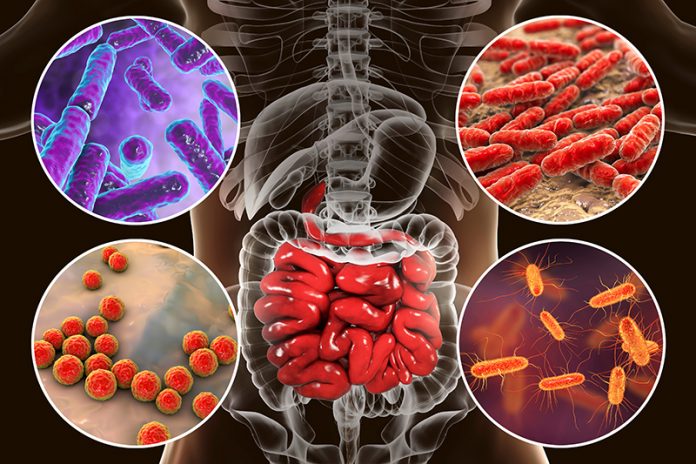 Scientists discover the microbiome's role in attacking cancerous tumors Scientists discover the microbiome's role in attacking cancerous tumors