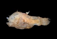 Study: Anglerfish fuse bodies with partners while mating Study: Anglerfish fuse bodies with partners while mating