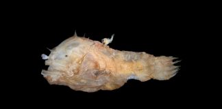 Study: Anglerfish fuse bodies with partners while mating Study: Anglerfish fuse bodies with partners while mating