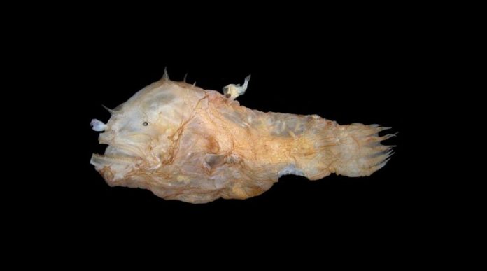 Study: Anglerfish fuse bodies with partners while mating