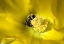 Study: Bee neighborly — sharing bees helps more farmers Study: Bee neighborly -- sharing bees helps more farmers