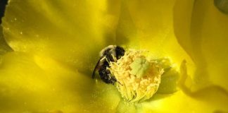 Study: Bee neighborly — sharing bees helps more farmers Study: Bee neighborly -- sharing bees helps more farmers