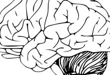 Study: ‘Little brain’ or cerebellum not so little after all Study: 'Little brain' or cerebellum not so little after all