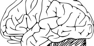 Study: ‘Little brain’ or cerebellum not so little after all Study: 'Little brain' or cerebellum not so little after all