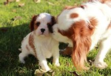 Study: One in four puppies ‘separated from their mother too soon’ Study: One in four puppies 'separated from their mother too soon'