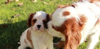 Study: One in four puppies ‘separated from their mother too soon’ Study: One in four puppies 'separated from their mother too soon'
