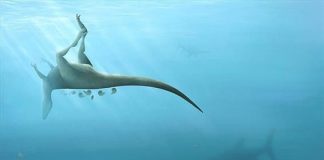 Vectaerovenator inopinatus: New dinosaur related to T. rex discovered on Isle of Wight Vectaerovenator inopinatus: New dinosaur related to T. rex discovered on Isle of Wight