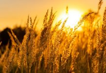 Ambitious green revolution is launched to kick-start the region’s post-Covid econom Ambitious green revolution is launched to kick-start the region’s post-Covid econom