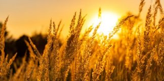 Ambitious green revolution is launched to kick-start the region’s post-Covid econom Ambitious green revolution is launched to kick-start the region’s post-Covid econom