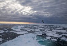 Arctic Sea Ice at Second-Lowest Level in Satellite Record, says new research Arctic Sea Ice at Second-Lowest Level in Satellite Record, says new research