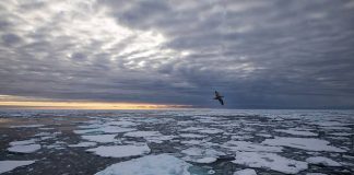 Arctic Sea Ice at Second-Lowest Level in Satellite Record, says new research Arctic Sea Ice at Second-Lowest Level in Satellite Record, says new research