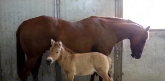 First Clone Of Endangered Horse Born In Effort To Save Species (Study) First Clone Of Endangered Horse Born In Effort To Save Species (Study)