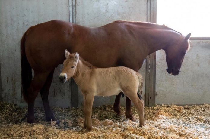 First Clone Of Endangered Horse Born In Effort To Save Species (Study)